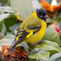 Hooded Siskin